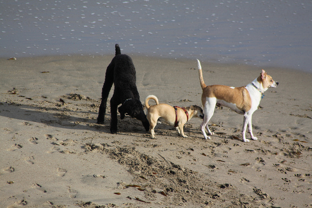 3 dogs on beach