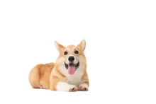 Background Removed