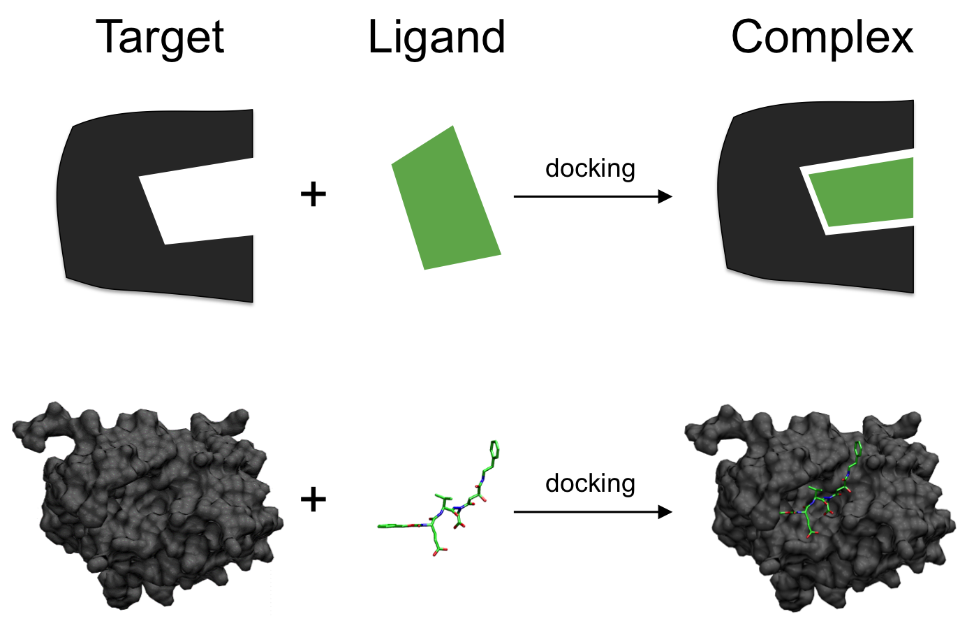 Molecular Docking