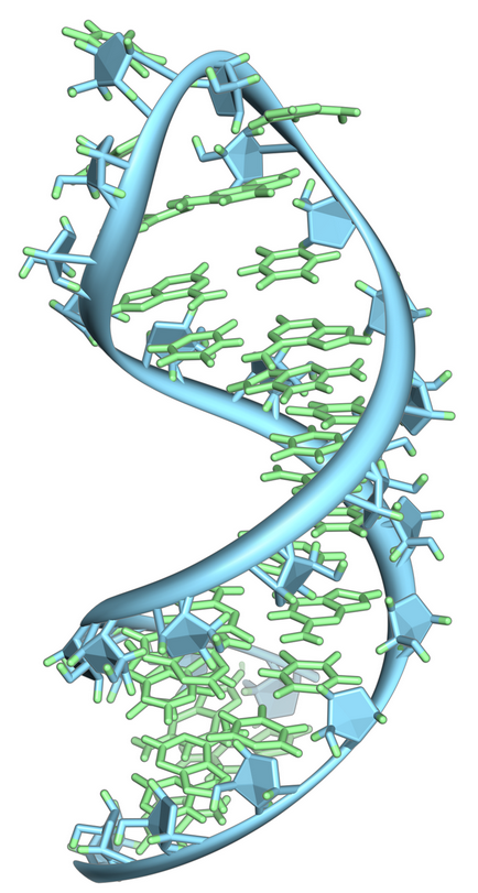 RNA